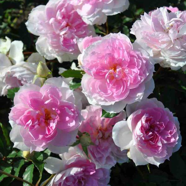 [シャリマー]花色/ピンク　　花形/ロゼット咲き花径/中輪　　花持ち/良い香り/中香　　香質/ダマスクにティーとハーブ開花/四季咲き　　樹高1.3ｍ樹形/シュラブ樹形・普通タイプ樹勢/強い　　うどんこ病/とても強い黒星病/驚くほど強い　　耐...