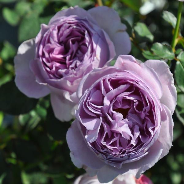 バラ大苗 リラ 7号 ロサ・オリエンティスプログレッシオ｜花木04-PA