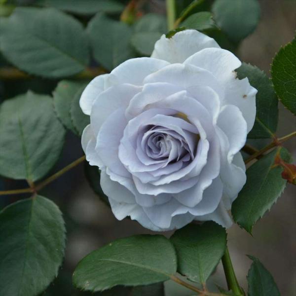 [ブルー・グラビティ]花色/青藤色香り/微香花期/四季咲き樹高/1.2ｍ　木立花径/中輪花形/丸弁咲き青藤色、丸弁咲き、中輪房咲きの花。ティ系の微香。青系のバラは数あるが、最も青に近いバラのひとつ。青バラとしては、病気に強く育てやすい。名前...