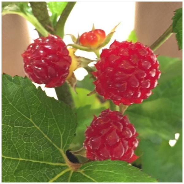 [Release date: October 20, 2022][ウルトラ ラズベリー 超大王(レッドドリーム)]ウルトラ ラズベリー 超大王は、たくさんあるラズベリーの中でも特に魅力がたくさん詰まった品種で、[超大王]の名にまさにふさわし...