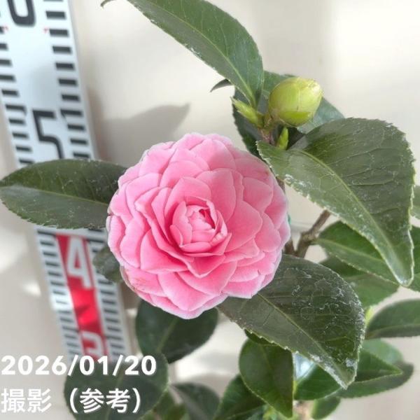 [椿　まほろばとは]紅羽衣×越天楽の交配種。濃い桃色のに白い覆輪が入る千重〜風車状咲きで、中〜大輪です。剣弁状の花弁が折り重なって風車のように見える美しい椿です。開花期:2〜4月[椿]ツバキ科ツバキ属の常緑中高木で、古くから庭木として親しま...