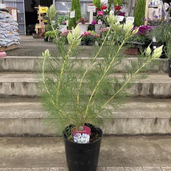 Yuki様専用 セルリア ブラッシングブライト Www Vetrepro Fr