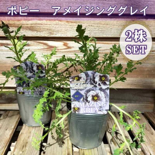 akatsukagarden_2203046