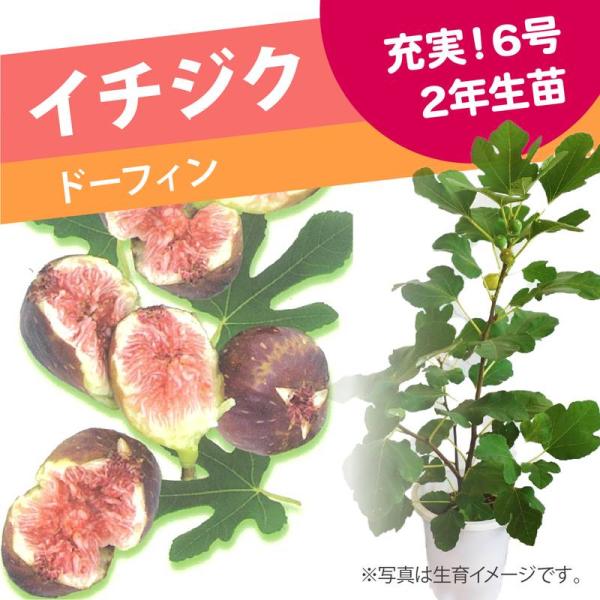 akatsukagarden_2204044