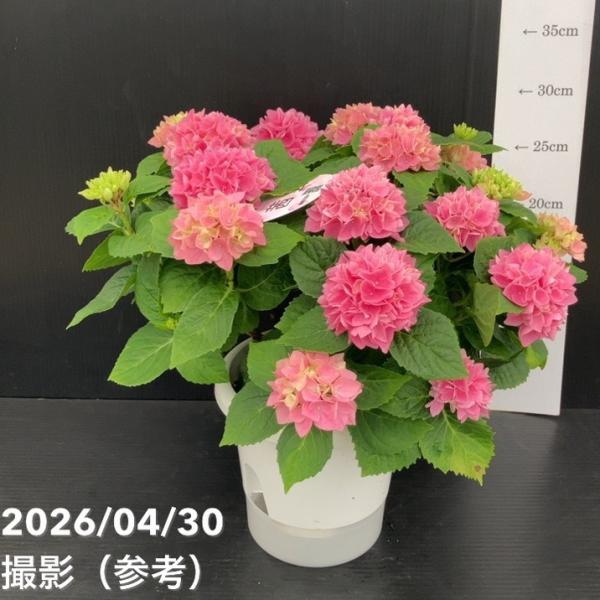 アジサイ 茜雲 5号｜鉢花10-TU : 赤塚植物園ヤフー店 - 通販 - Yahoo