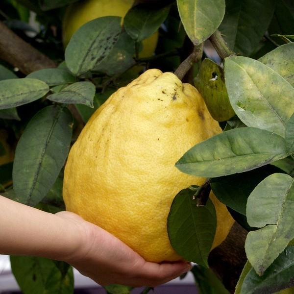 珍しい果物］驚異的な大きさ！ジャンボレモン｜果樹10-TU : 赤塚植物園