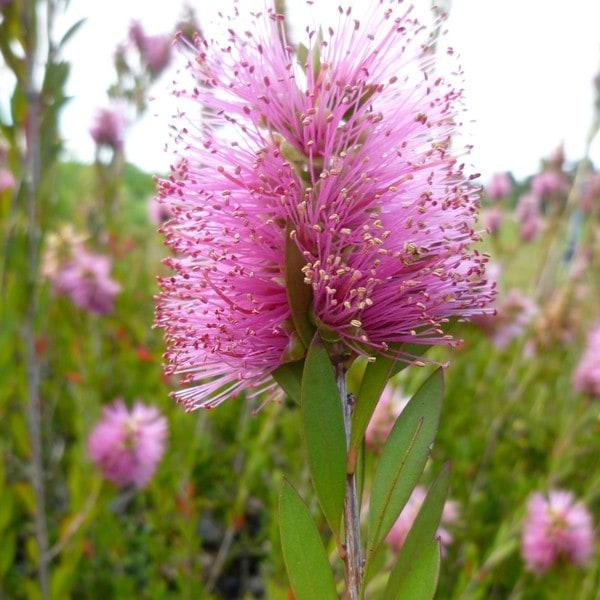 [カリステモン]カリステモンはオーストラリア原産のフトモモ科、低木から高木の常緑性花木です。別名をブラシノキや金宝樹(キンポウジュ)とも言い、ボトルブラシのような円筒形の花を咲かせます。花序の先から枝が伸びるため、花が串刺しの団子のように見...