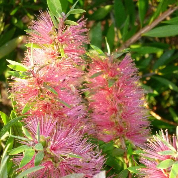 数量限定‼️】金宝樹 キンポウジュ ブラシノキ カリステモン ピンク