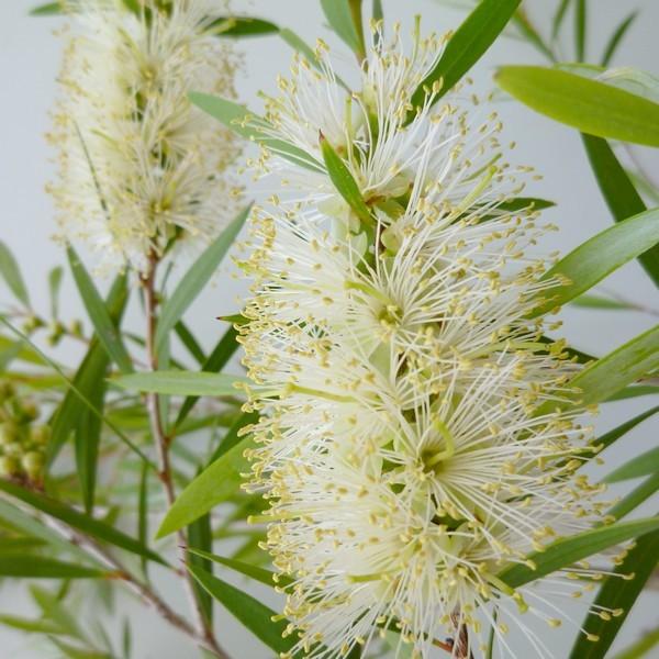 [カリステモン]カリステモンはオーストラリア原産のフトモモ科、低木から高木の常緑性花木です。別名をブラシノキや金宝樹(キンポウジュ)とも言い、ボトルブラシのような円筒形の花を咲かせます。花序の先から枝が伸びるため、花が串刺しの団子のように見...