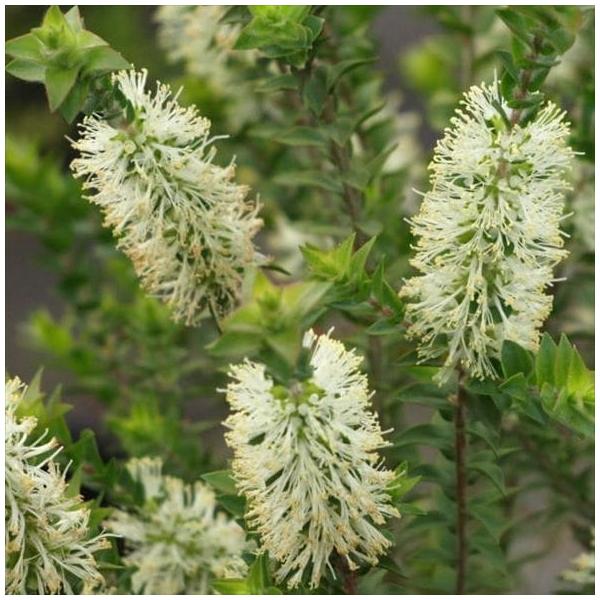 [メラレウカ]メラレウカはオーストラリア原産でフトモモ科の常緑性低木です。花の色は白、ピンク、赤などバラエティに富み、美しく庭を彩ってくれます。また、それぞれの葉には爽やかな香りを持ち、精油(エッセンシャルオイル)が採れる品種もあります。耐...