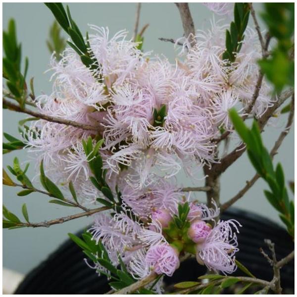 ※根は生育途中のため、根鉢をなるべく崩さないように植え替えてください。[メラレウカ]メラレウカはオーストラリア原産でフトモモ科の常緑性低木です。花の色は白、ピンク、赤などバラエティに富み、美しく庭を彩ってくれます。また、それぞれの葉には爽や...