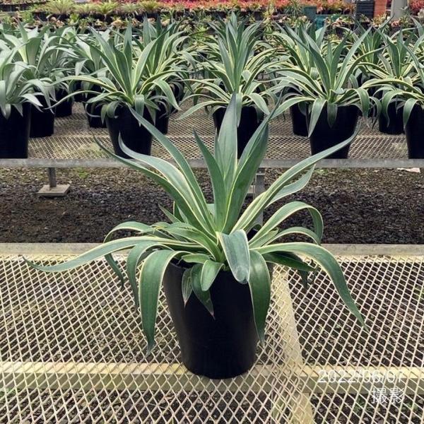 アガベ 8号 ベネズエラ｜観葉01-D1 : 赤塚植物園ヤフー店 - 通販