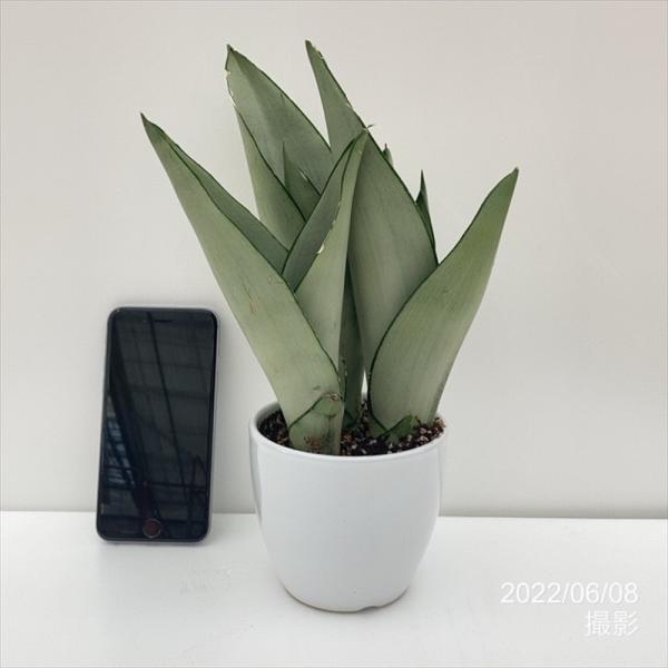 サンスベリア 3.5号 ムーンシャイン 白陶器鉢仕様｜観葉02-D2