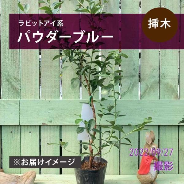 サイズ：4.5〜5号 2年生苗お届け時期：随時お届け※品種特性が記載されたラベルがつきます。