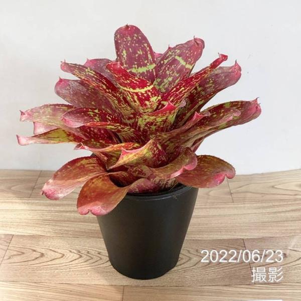 おしゃれ 種類 観葉植物 お祝い ブロメリア ピンクセンセーション 室内 育てやすい ネオレゲリア 現品 おすすめ Ead Inpfp Dz