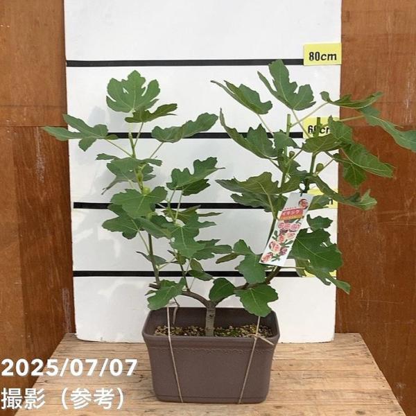 充実株 イシヅキ農園さん イチジク ドーフィン 一文字仕立てプランター