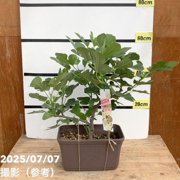 愛音 イチジク苗木￼ 3本￼ 愛音 イチジク苗木￼ 3本￼ 愛音 イチジク苗木￼ 3本￼