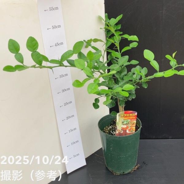 [コブミカン（バイマックルー）]タイなど東南アジアの熱帯地域の植物で、特定の害虫を日本に持ち込まないため苗や株での輸入は行われていない大変貴重な植物です。通常、日本には、乾燥した葉などで「バイマックルー」や「カラフィアライムリーフ」と呼ばれ...