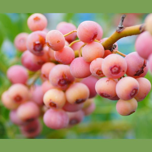 ブルーベリー ラビットアイ系 フロリダローズ 4.5〜5号 PVP｜果樹10-TU