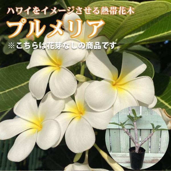 akatsukagarden_2207065