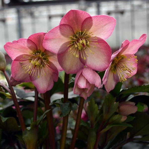 近年、冬の植物として大変人気がある植物で、手軽に購入できる苗から「高級」と言ってよい高額な株まで流通するようになった、園芸業界で話題の植物です。クリスマスローズというと12月に花を咲かせるものというイメージがありますが、実際には流通するクリ...