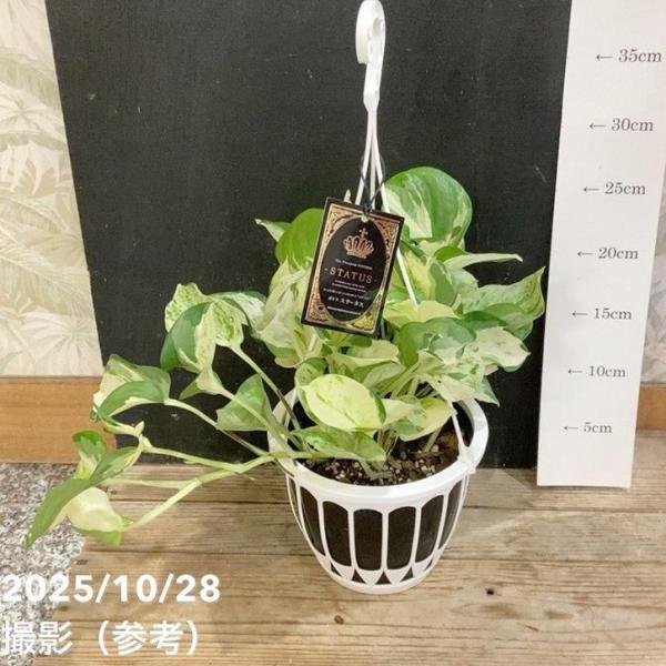 ポトスステータス 5号 吊り鉢仕様 PVP｜観葉04-PA : 赤塚植物園ヤフー