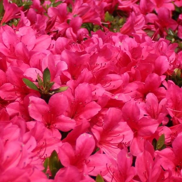 [サツキ 伊勢路紅]子房親 × 花粉親 = 薩摩紅 × 小壷この伊勢路シリーズは、5月中旬に花を咲かせ、全体にとてもたくさんの花がつくので、この時期は、まるでカーペットを敷いたようになります。[サツキ]サツキは、「五月」と書くように5月中旬...