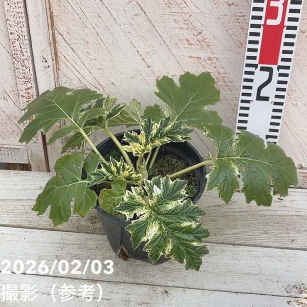 斑入りアカンサスモリス タスマニアンエンジェル 5号スリット鉢｜草花