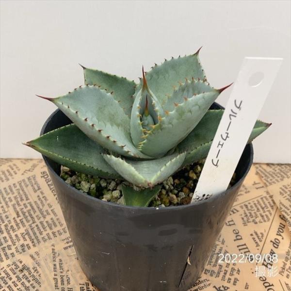 akatsukagarden_2209080