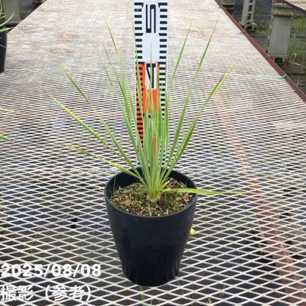 ユッカ 6号 ロストラータ サファイアスカイズ（Yucca rostrata