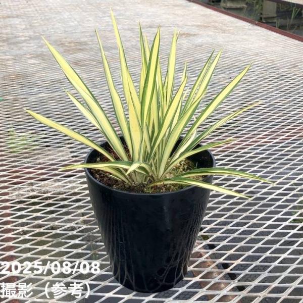 ユッカ 6号 フィラメントーサ カラーガード（Yucca flamentosa