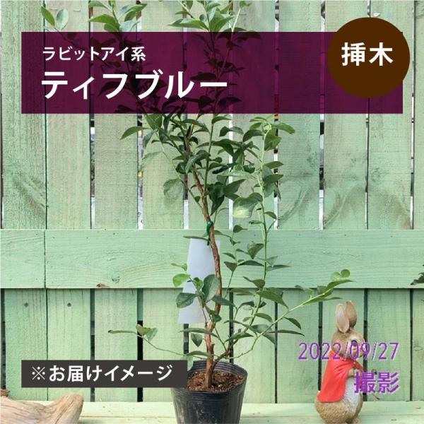 サイズ：4.5〜5号 2年生苗高さ：鉢下から約30cmお届け時期：随時お届け※この商品は実店舗（アカツカＦＦＣパビリオン）の店頭商品と在庫を共有しております。そのため、ご注文受理のタイミングによっては、商品をご用意できないことがございます。...