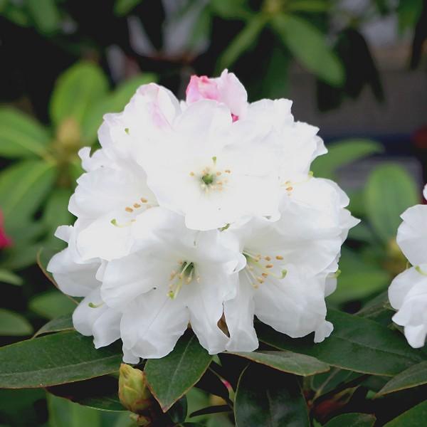 [Release date: September 27, 2023][シャクナゲ スノーバード]ピンクに色づいた蕾が開くにつれて純白の中大輪花となり、ゆったりとした大きめの花房を作ります。花弁が厚く傷みにくいので、白花としては花もちが良いの...