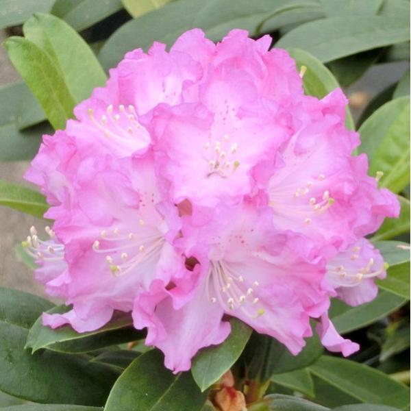 [Release date: September 27, 2023][シャクナゲ 桜シフォン]花色は柔らかなピンクで底白となり、花弁にフリルのある優しい印象の花です。20輪程度が集まり、しっかりとしたドーム状の花房をつくります。枝が太く、葉...