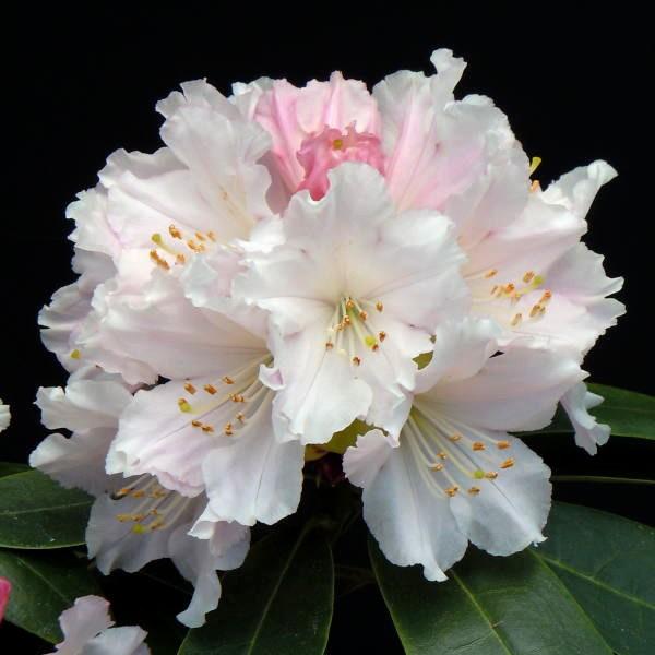 [Release date: September 27, 2023][シャクナゲ 桃色吐息]ほんのりと桃色を帯びた小輪の花で、10数輪の花がドーム状の花房を作ります。やや小ぶりでスキマのある花房ですが、柔らかなピンク色の蕾が開花するに従い白...