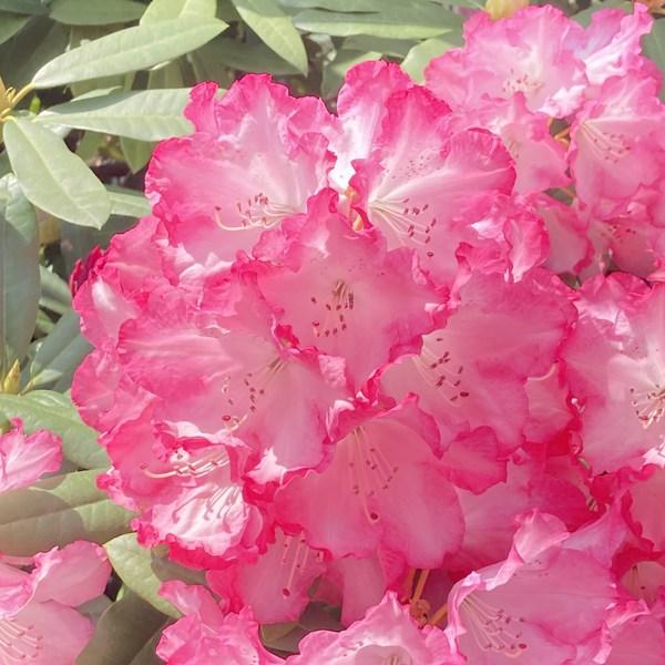 [シャクナゲ ミセスフジイ]2011年新たに赤塚植物園が投入した品種です。他のシャクナゲと比べ、非常に病気に強い上、暑さに強いのが最大の特徴。また、生育も旺盛で早く大きくなります。花房は、ドーム状に咲き、ピンクと白の2色の覆輪がとても可愛い...