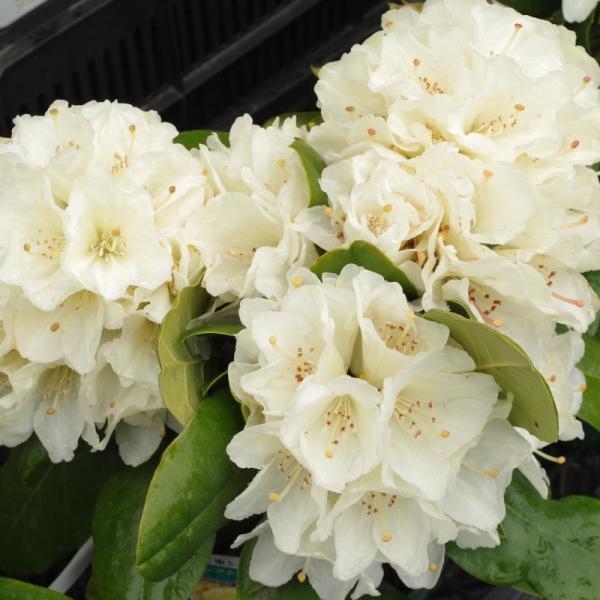 [シャクナゲ　黄山]明るいクリームイエローの大輪種で、輪数は少ないのですが、まとまった丸い花房になります。黄色系は性質の弱いものが多いのですが、この品種は比較的丈夫で、西日を避ければ庭植えも可能です。コンパクトに育ち、花付きも非常に良いので...