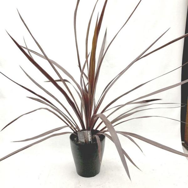 コルジリネ 6号 オーストラリス ブラックナイト｜観葉01-D1 : 赤塚