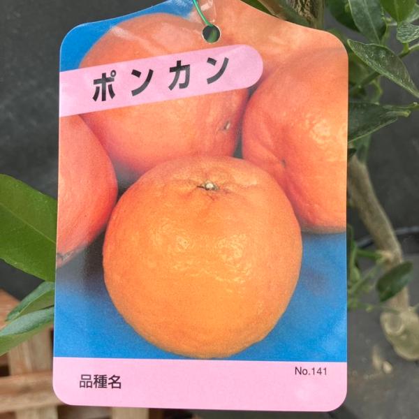 ポンカン 5号ロングポット 2年生苗｜柑橘｜果樹04-PA : 赤塚植物園