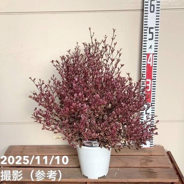 P. Dragon 観葉植物 P. hillii 'Dragon Claw' sporeling 成長記録 2025.6.19