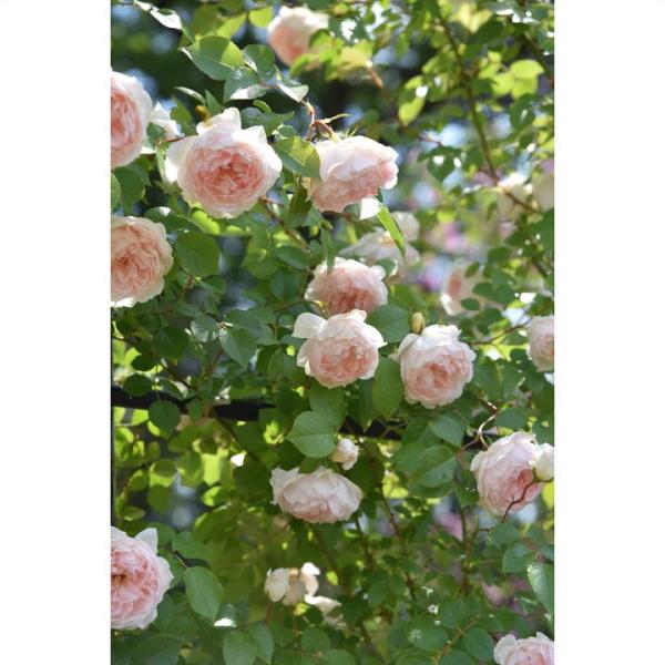 ソウルメイト　バラ akatsukagarden_2212020