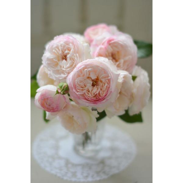 [サボン]花期/四季咲き香り/強香樹高、樹形/1〜1.1ｍ、シュラブ花径/中輪花形/ロゼット咲き＊種苗登録出願中＊白に淡いピンクがかかるロゼット咲きで、ボタンアイに赤いしべが可愛いバラ。どこか異国を思わせる‘石鹸’のような魅力的な甘い香りか...