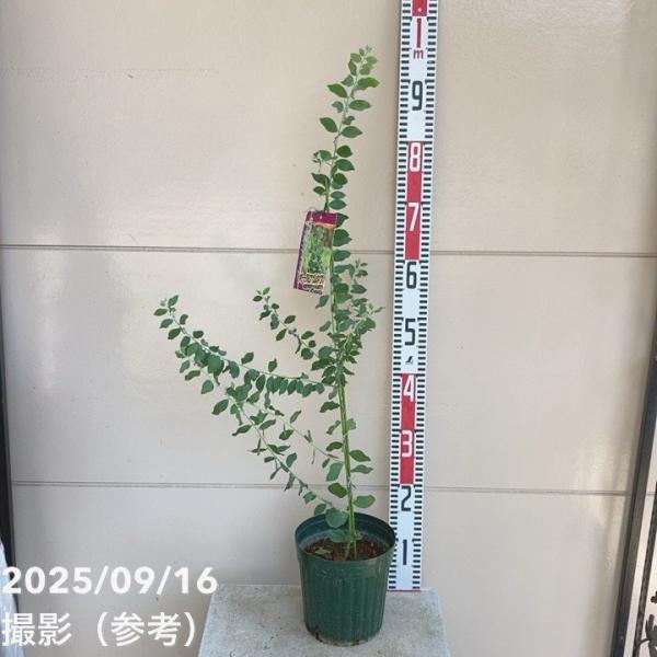 [パールアカシア（アカシア・ポダリリーフォリア）]パールアカシアはオーストラリアなど主に熱帯地域が原産で、マメ科アカシア属に分類される暑さに強い植物です。葉はビロードのような質感があり、真珠のような淡い色合いの丸みを帯びた銀葉です。黄色い花...