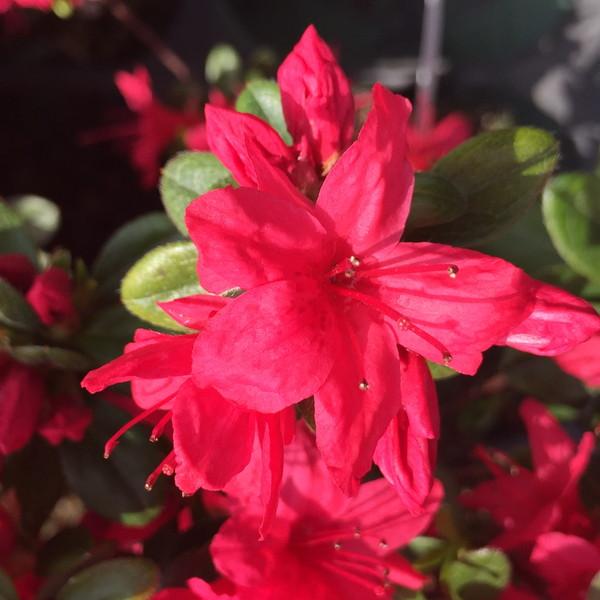 ツツジ 久留米ツツジ 今猩々 4号×3株セット｜花木10-AK : 赤塚植物園