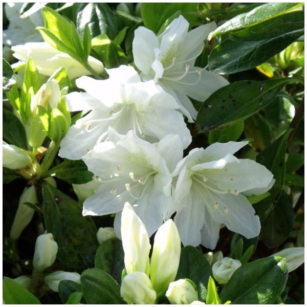 【決算P5倍！8/2まで】ツツジ 久留米ツツジ 暮の雪 4号×3株セット｜花木10-AK