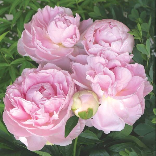 【予約】芍薬 シャクヤク 7号 かぐや姫※2026年11月下旬以降発送予定｜草花10-TU