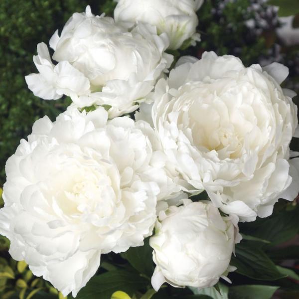 [白雪姫]花径20cm以上の超大輪咲きの芍薬です。花弁の枚数が多く、幾重にも重なる花びらが艶やかなバラ咲き大輪種で、ふんわりと漂うよい香りが魅力です。茎が太く倒れにくいので、庭植え・鉢植えはもちろんの事、切り花に最適です。芍薬の白花品種の中...