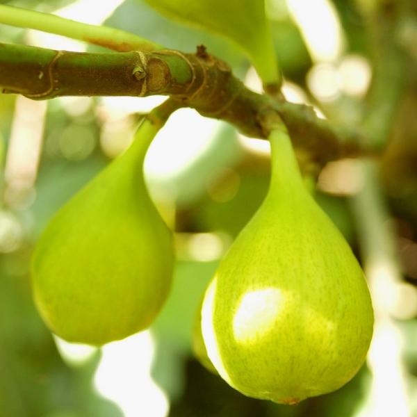 イチジク日本種とコールド フアィガー２種セット、鉢ごと発送 イチジク日本種とコールド フアィガー2種セット、鉢ごと発送