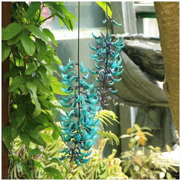 魅惑の翡翠 ヒスイカズラ 3号ポット｜草花04-PA : 赤塚植物園ヤフー店