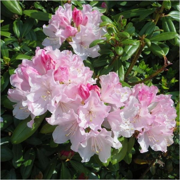 [シャクナゲ ウェディングブーケ]葉のきれいなピンクのシャクナゲを作るために行った交配で、暑さに強い台湾のアカボシシャクナゲに、濃いピンクの花で、葉もたいへん美しいホールデンという西洋シャクナゲを掛け合わせて生まれた品種です。1985年の交...